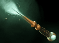 lchemist Starting Item Magic Wand