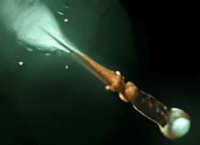 Core mid-game item Magic Wand for Shadow Fiend