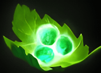 Tango Item in Dota 2