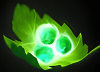 lchemist Starting Item Tango