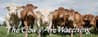 The Cows Are Watching